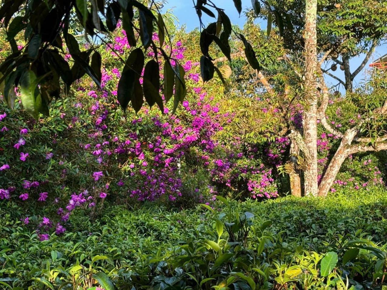 Tea Garden House Villa Bảo Lộc Ngoại thất bức ảnh