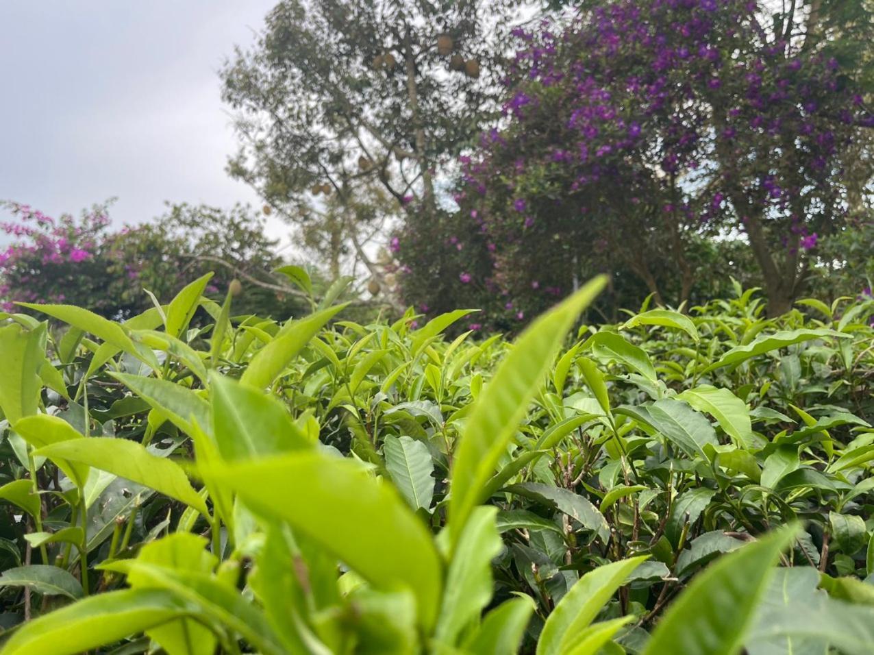 Tea Garden House Villa Bảo Lộc Ngoại thất bức ảnh