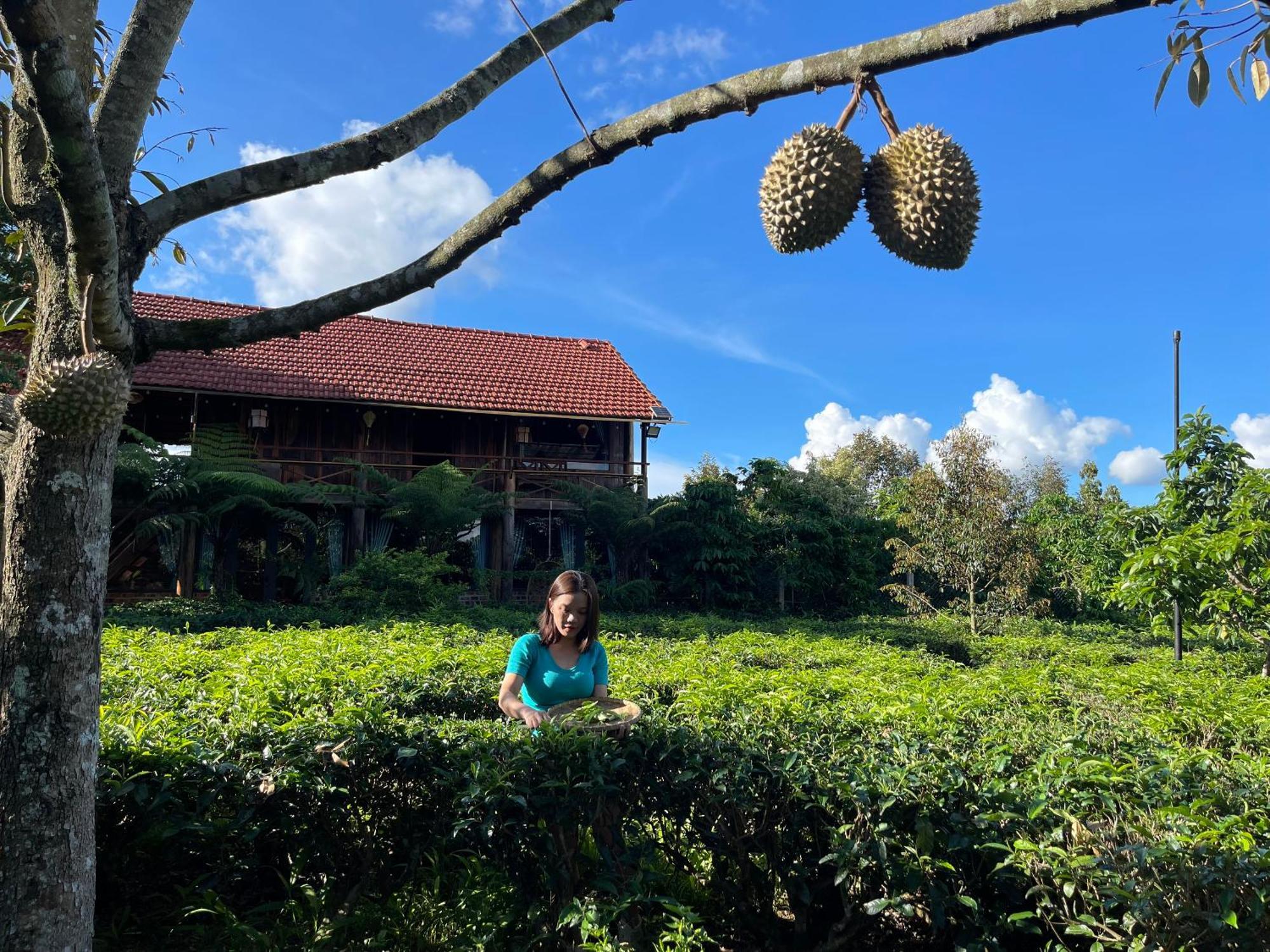 Tea Garden House Villa Bảo Lộc Ngoại thất bức ảnh