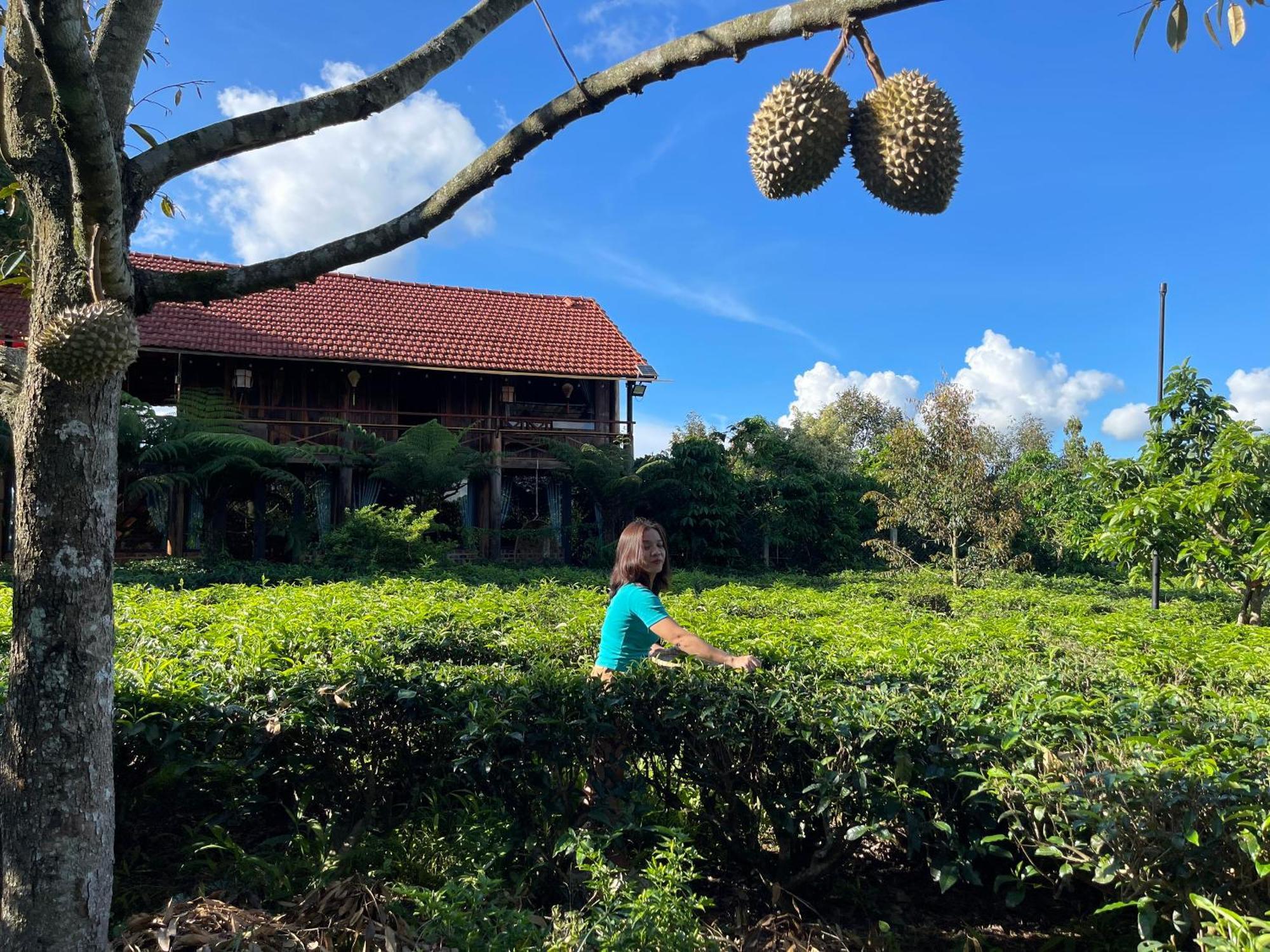Tea Garden House Villa Bảo Lộc Ngoại thất bức ảnh
