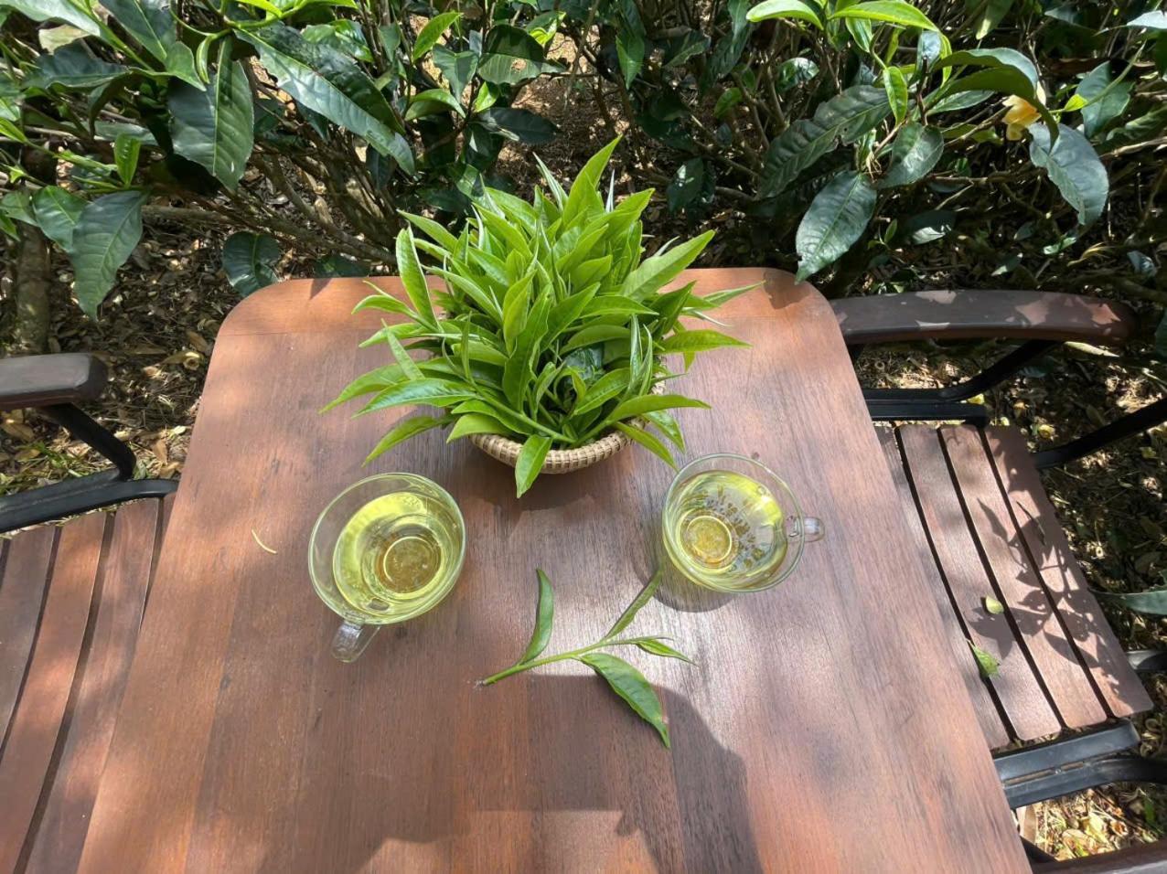 Tea Garden House Villa Bảo Lộc Ngoại thất bức ảnh